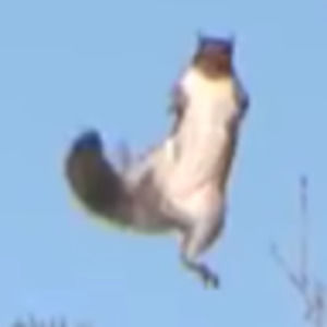 Meet your Posher, Rhodneigh